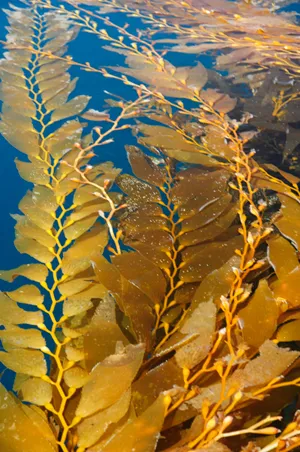 Brown Algae Laminaria